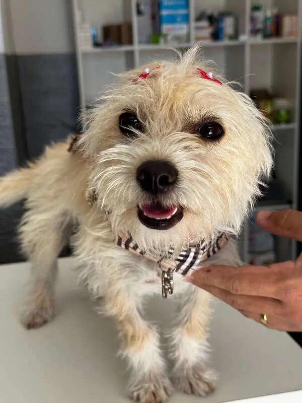 Cão sendo acolhido durante o atendimento na clínica da Dra. Fabiany Resende