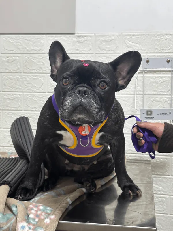 Buldogue francês preto sobre a mesa de exame da clínica