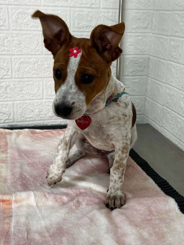 Filhote de cão branco e marrom durante o primeiro atendimento