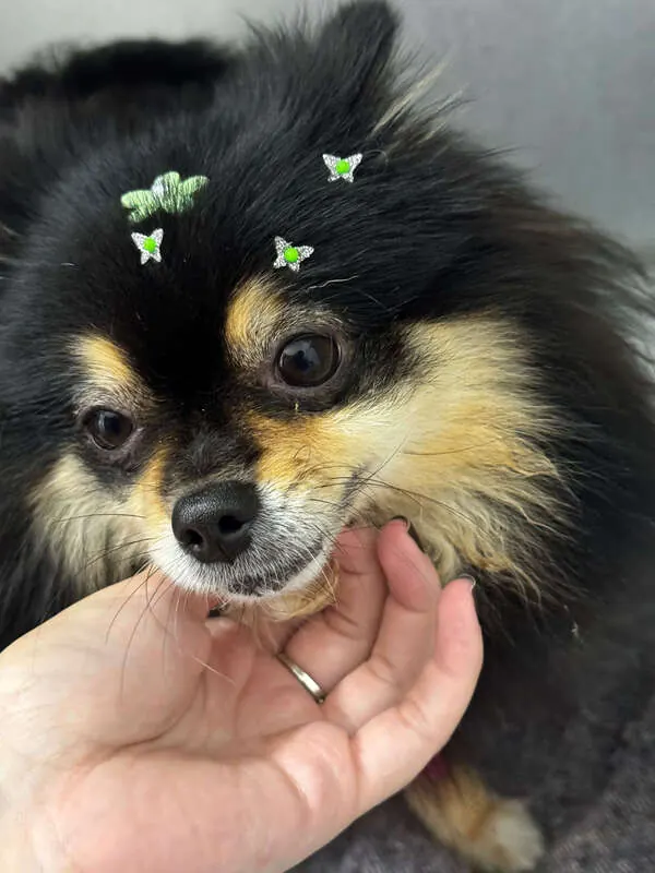 Lulu da Pomerânia preto e castanho recebendo carinho na consulta