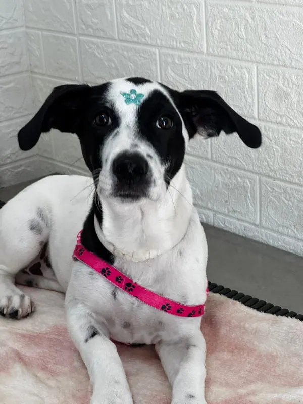 Cão preto e branco com peitoral rosa deitado na mesa de exame