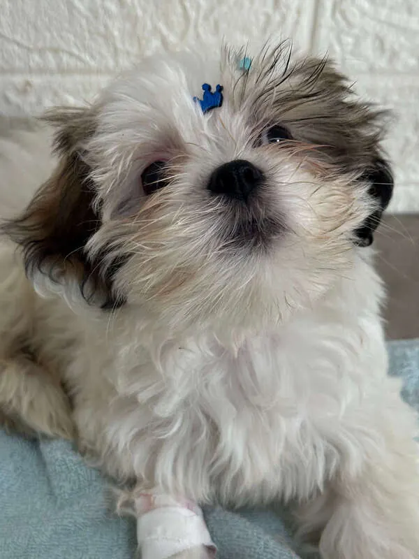 Filhote de shih-tzu com curativo na pata após o atendimento