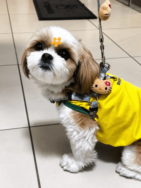 Cão shih-tzu com camiseta amarela na recepção da clínica