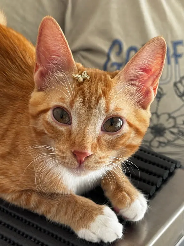 Gato laranja com presilha de borboleta, deitado durante a consulta