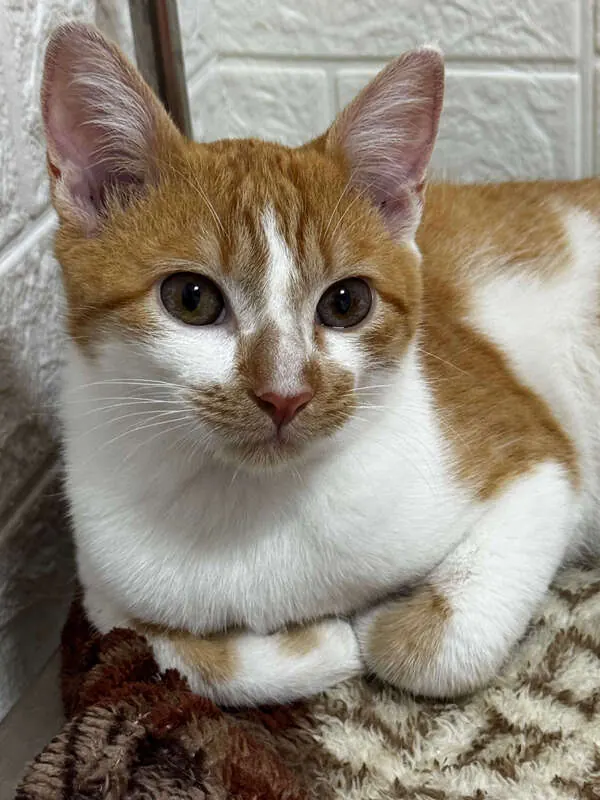 Gato laranja e branco acomodado durante a consulta