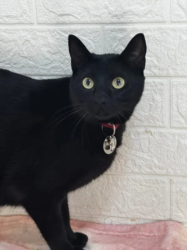 Gato preto com coleira vermelha durante a avaliação clínica